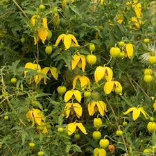 Clématite Helios - Clematis tangutica 'Helios