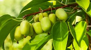 Actinidia prolific - Auto-fertile - Kiwi