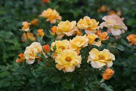 Rosa Suñorita® (Shrub Rose) - Rosier