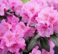 Rhododendron 'Black Hat'