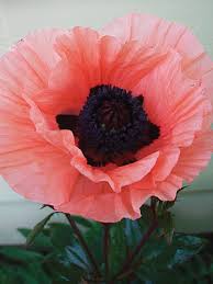 Papaver Princess Victoria Louise
