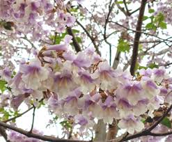Paulownia MYSTÈRE - Paulownia CATALPIFOLIA ou KAWAKAMII