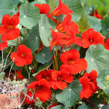 Semence - Capucine 'Empress of India' - West Coast Seeds