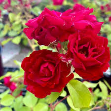 Rosier explorateur - Rosa 'Nicolas'