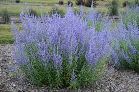 Perovskia "Blue Jean Baby " (atriplicifolia)