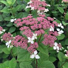 Hydrangea arborescens 'Invincibelle Lace