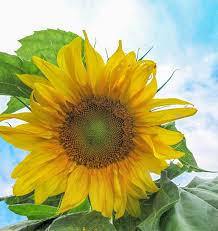 Semence - Tournesol 'Mongolian Giant' Biologique - West Coast Seeds