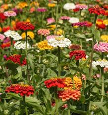 Seed - Zinnia 'Giant Blue Point' - West Coast Seeds