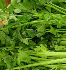 Seed - Celery 'Tal Utah' - West Coast Seeds