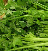 Seed - Celery 'Tal Utah' - West Coast Seeds