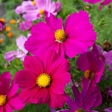 Seed - Cosmos 'Mini Mix' - West Coast Seeds