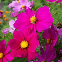 Seed - Cosmos 'Mini Mix' - West Coast Seeds