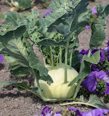 Seed - Kohlrabi 'Konan F1' - West Coast Seeds