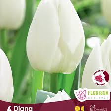 bulbe d'automne - tulipe diana