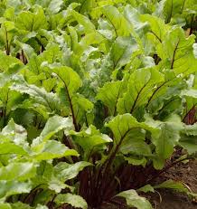 Seed - Beet 'Early Wonder Tall Top' - West Coast Seeds