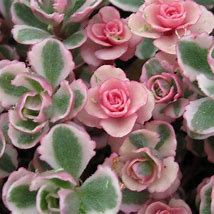 SEDUM spurium ‘tricolor’