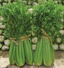 Seed - Celery 'Tango' Organic - West Coast Seeds