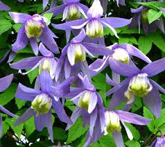 Clematis alpina frances