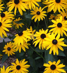 Rudbeckia fulgida Viette's Little Suzy