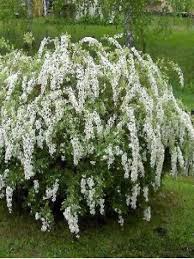 Spiraea cinerea 'Grefsheim' (ou Spirea arguta 'Graciosa')