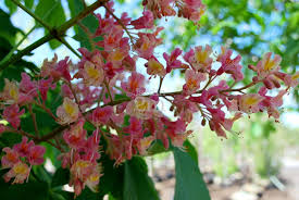 Aesculus - Marronnier rouge - Red buckeye