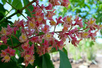 Aesculus - Marronnier rouge - Red buckeye