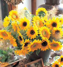 Seed - Sunflower 'Sunrich Lemon' - West Coast Seeds
