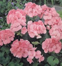 Semence - Géranium Maverick rose - OSC