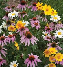 Seed - Wildflowers (Perennial) - West Coast Seeds