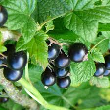 Ribes - cassis Tahsis
