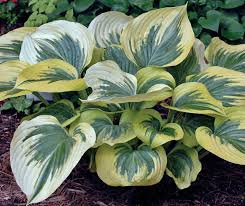 Hosta Liberty