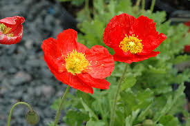 Papayer spring Fever Red