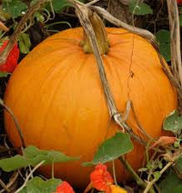 Seed - Pumpkin 'Jack of All Trades F1' - West Coast Seeds