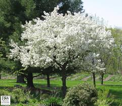 Malus 'sugar Tyme'
