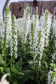 Salvia White Profusion