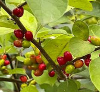 Lindera benzoin - Bois aux épices