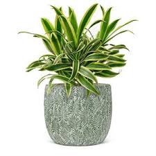 Grand cache-pot feuille verte – 8 po D - 27-FERN-116-LG
