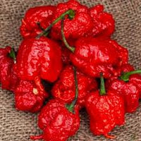Seed - Peppers 'Carolina Reaper' - West Coast Seeds