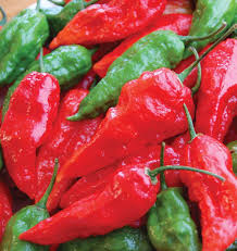 Seed - 'Ghost Chili' Pepper - West Coast Seeds