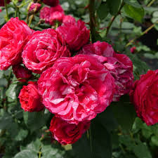 Rosa Oso Easy Red Stripe® - Rosier
