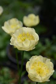 Trollius x cultorum 'New Moon'