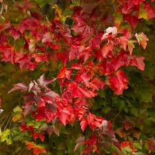 Acer - Rubrum - Red Sunset- érable