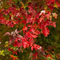 Acer - Rubrum - Red Sunset- érable