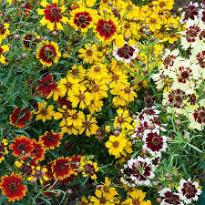 Coreopsis mix - Coréopsis