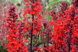 Lobelia x speciosa 'Queen Victoria'