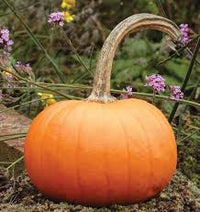 Seed - Pumpkin 'Small Sugar' - West Coast Seeds