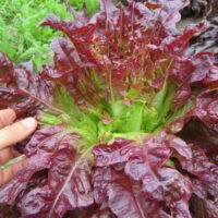 Seed - Lettuce Snowflake - Catherine's Ornamental Vegetable Garden