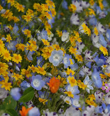Seeds - Wildflowers (Lawn Alternative) - West Coast Seeds