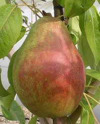 Poirier Red Clapp - Pyrus Red Clapp