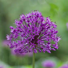 Bulbe d'automne - Paquet de 10 - Allium Purple sensation